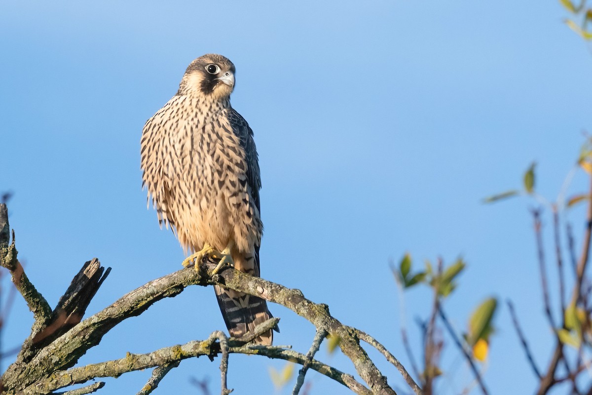 Peregrine Falcon - ML609016181