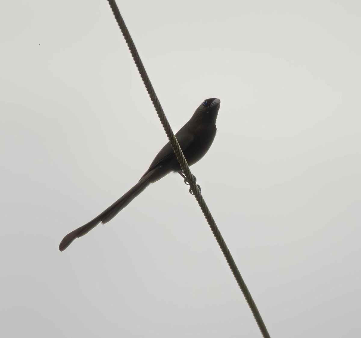 bronseskjære - ML609016190