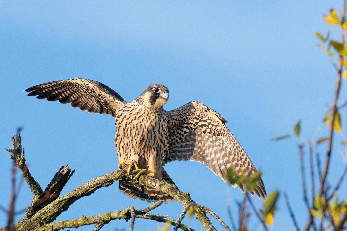 Peregrine Falcon - ML609016192