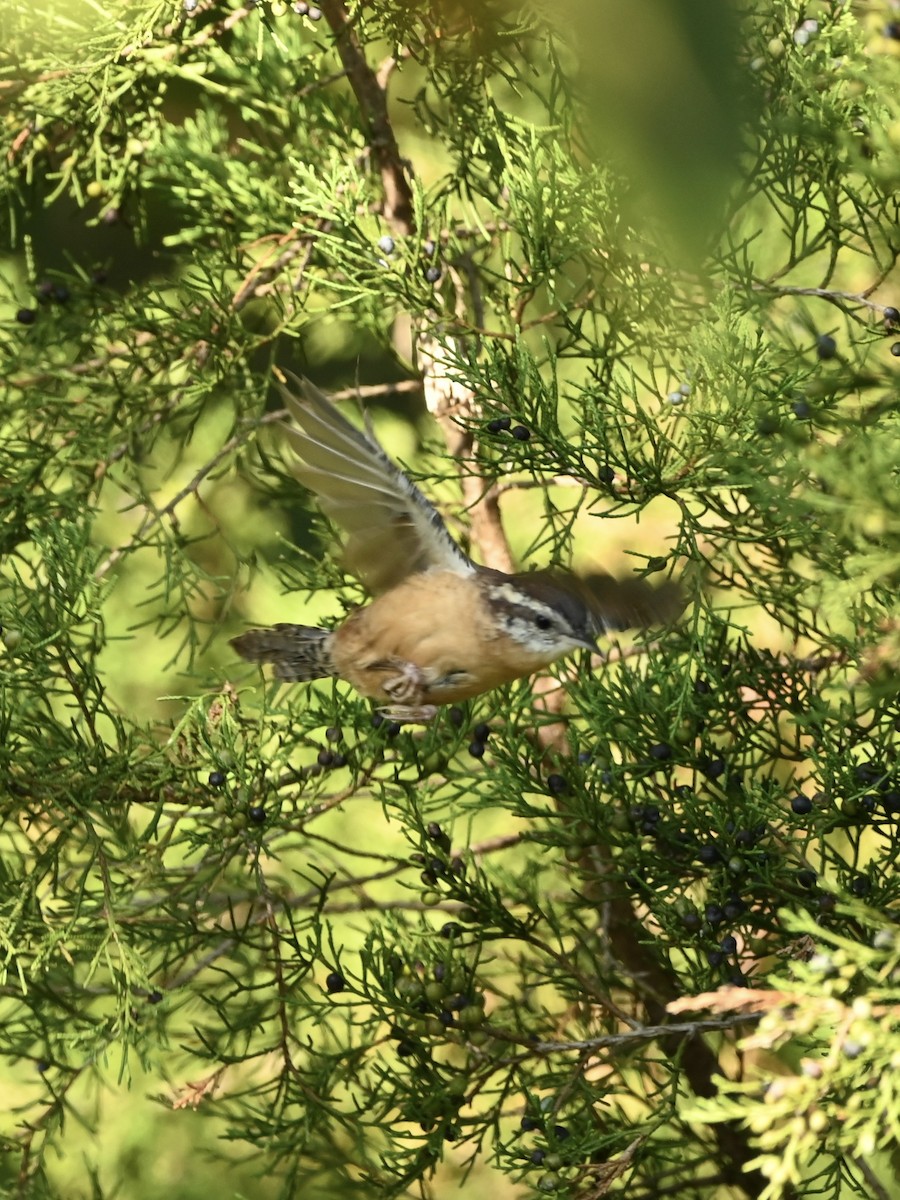 Carolina Wren - ML609016206