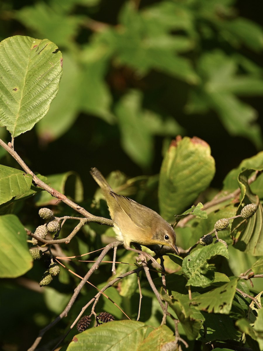 Common Yellowthroat - William Woody