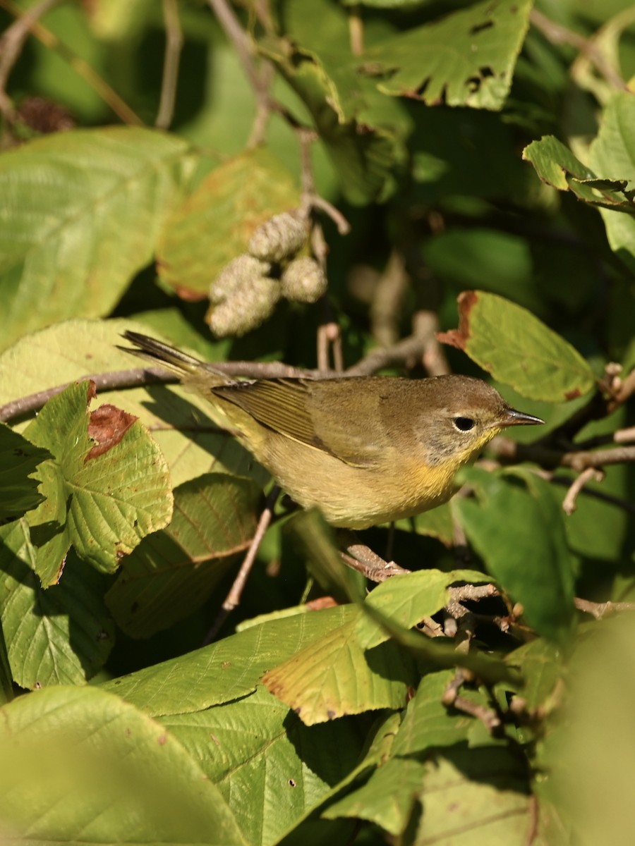 Common Yellowthroat - ML609016248