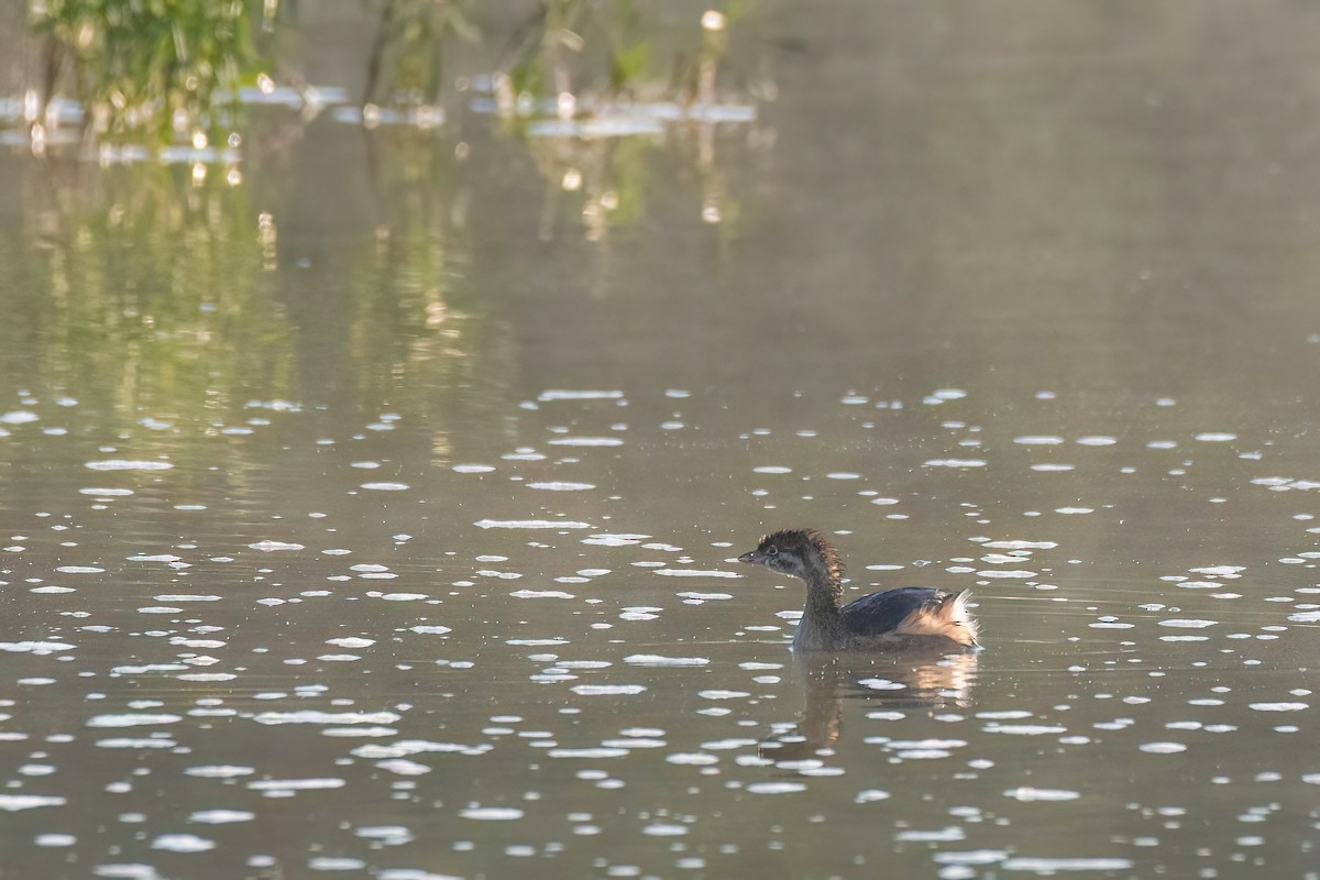 Pied-billed Grebe - ML609016289