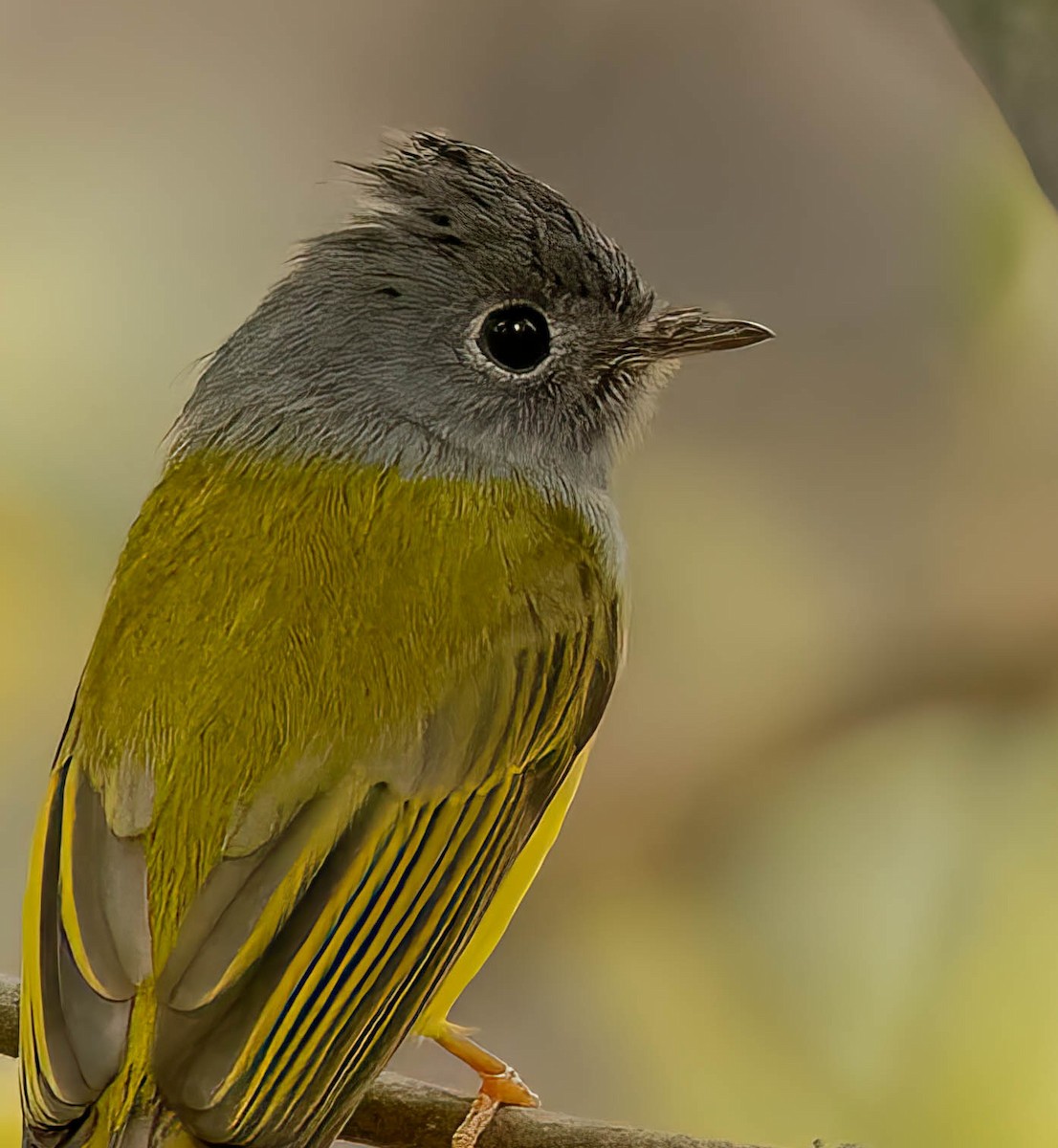 Gray-headed Canary-Flycatcher - ML609016438