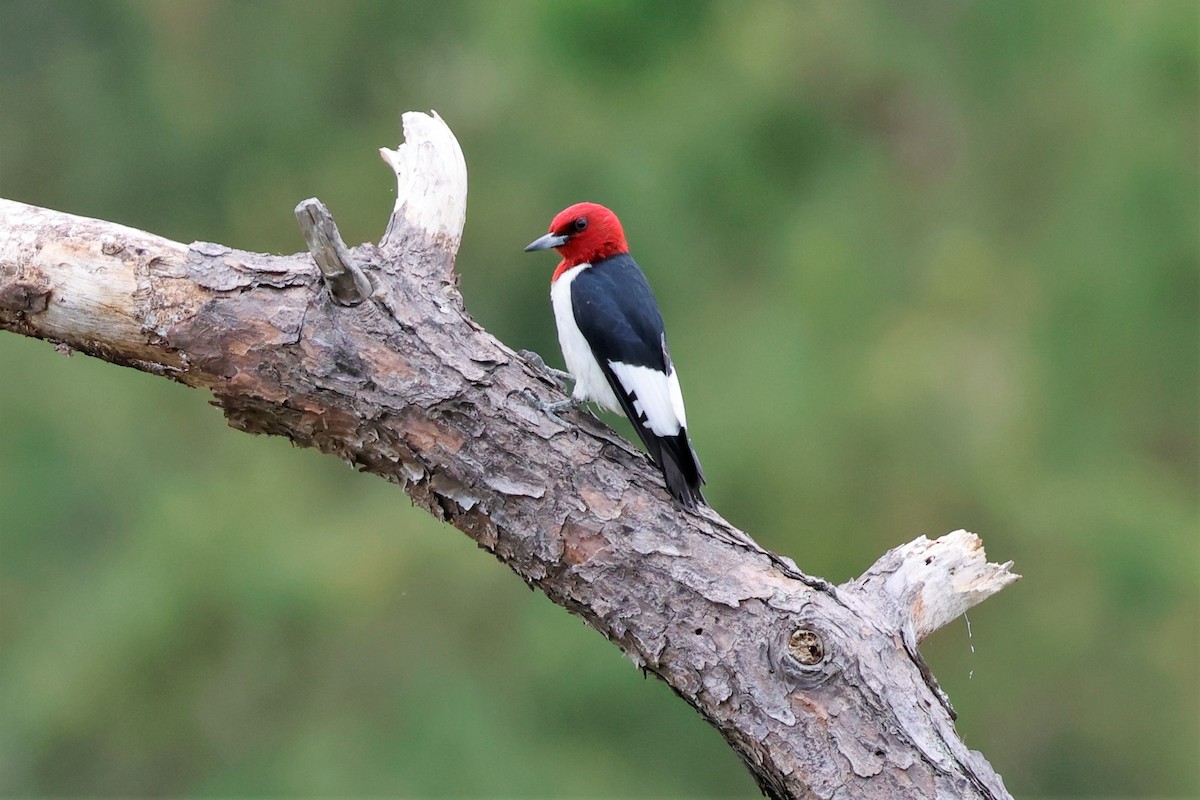 Red-headed Woodpecker - ML609016455