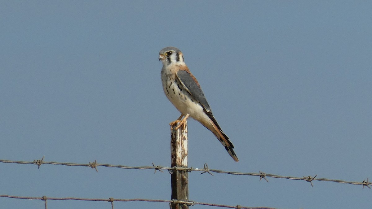 American Kestrel - ML609016502