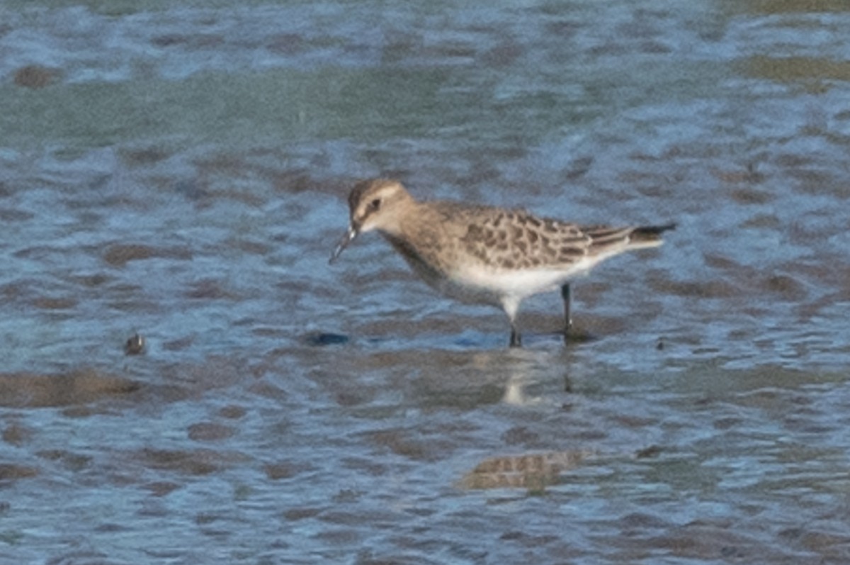 Baird's Sandpiper - ML609016524