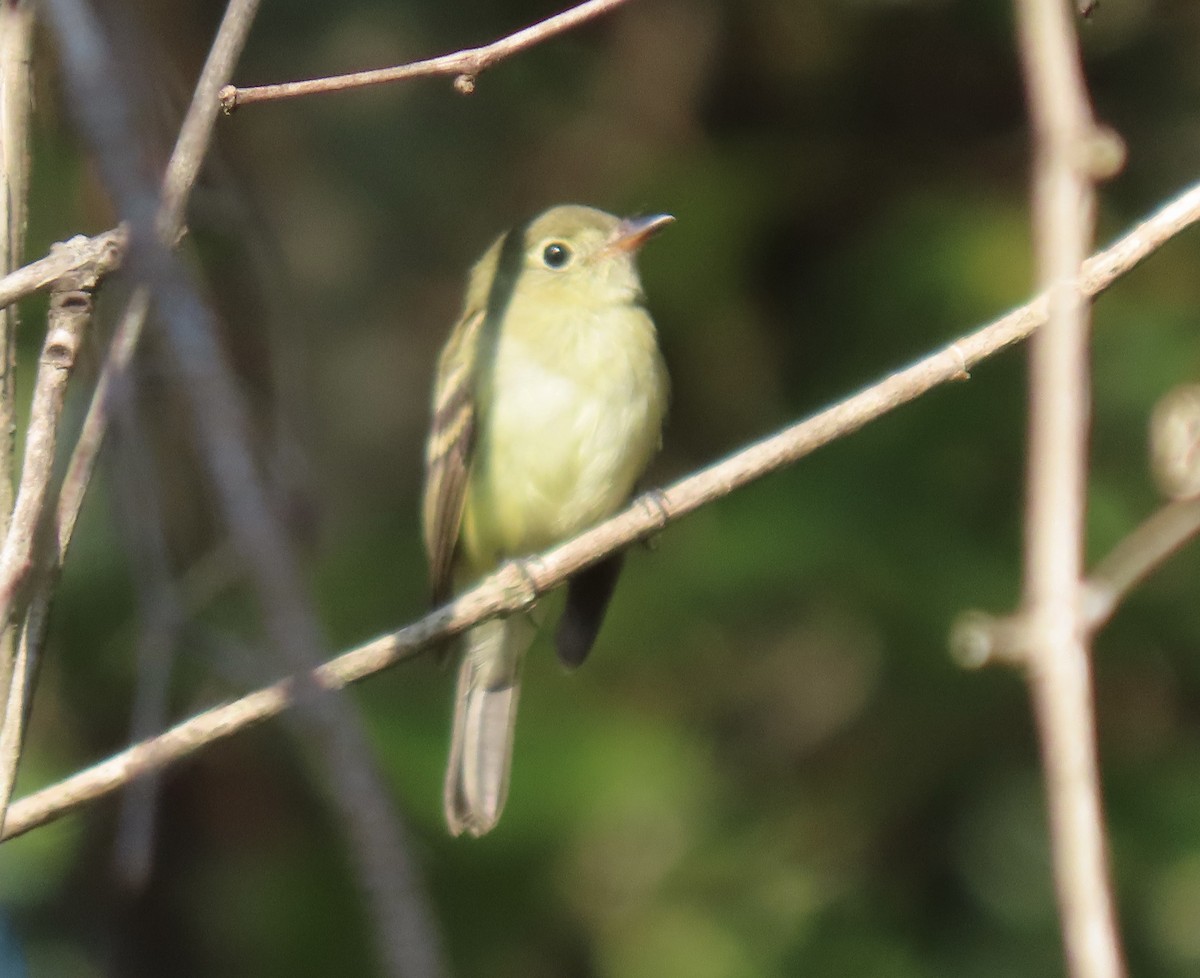 Acadian Flycatcher - ML609016619