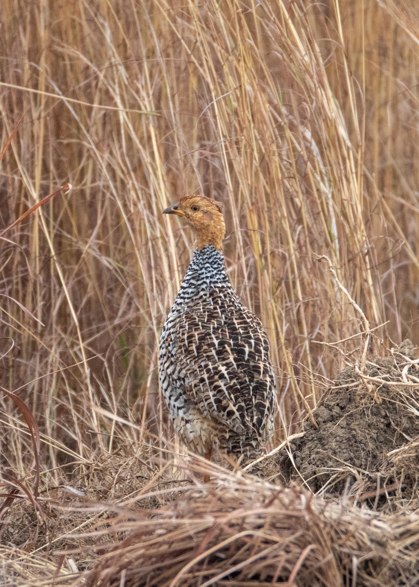 Francolin coqui - ML609016764