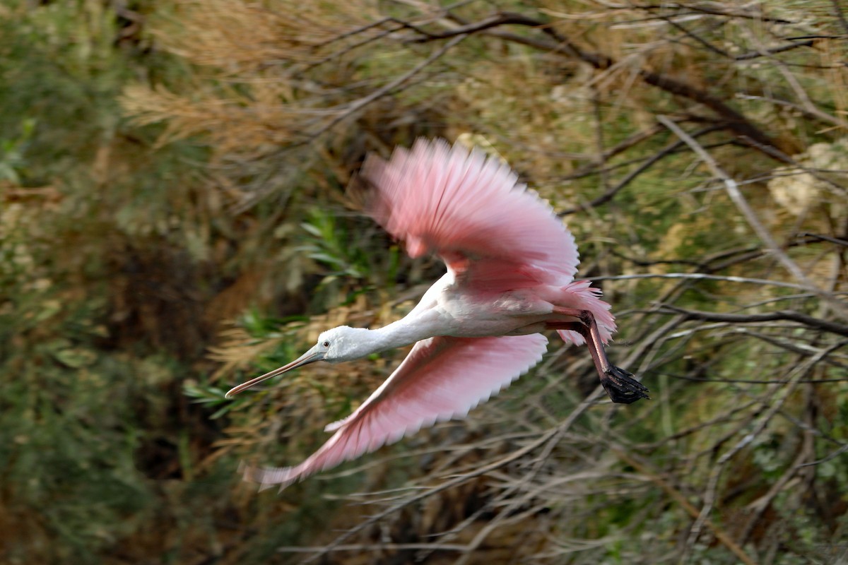 Roseate Spoonbill - ML609016855