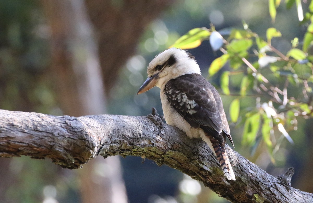 Laughing Kookaburra - ML609016863