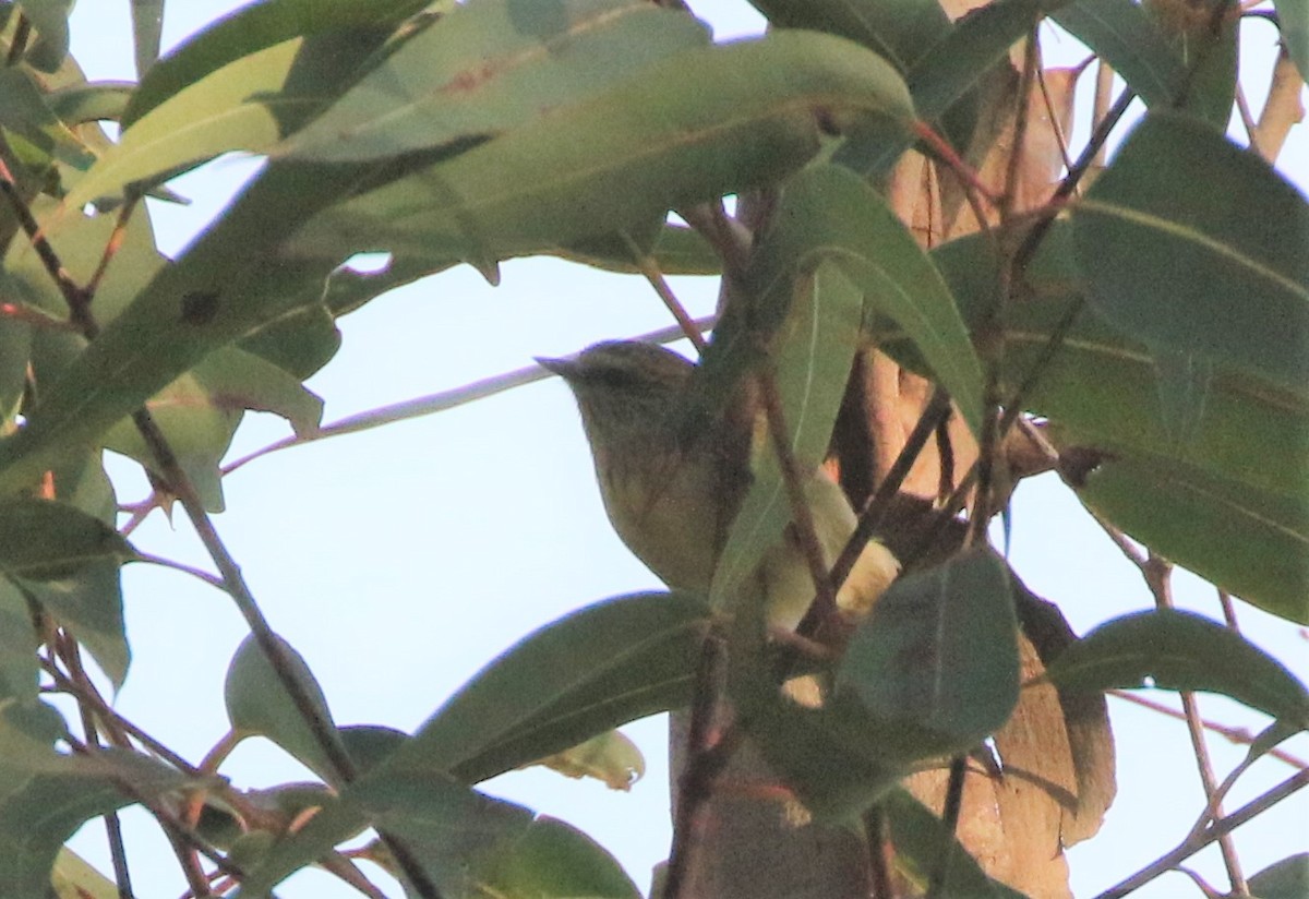 Brown Thornbill - ML609016914