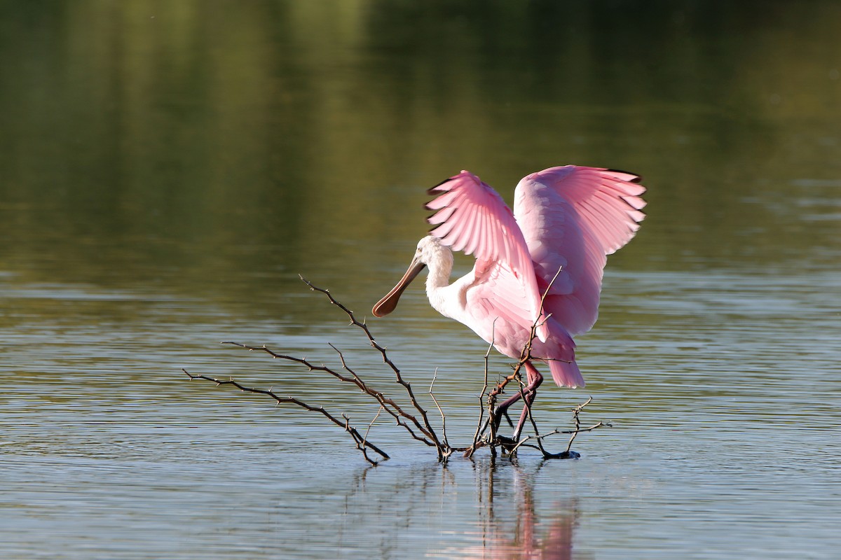 Roseate Spoonbill - ML609016919