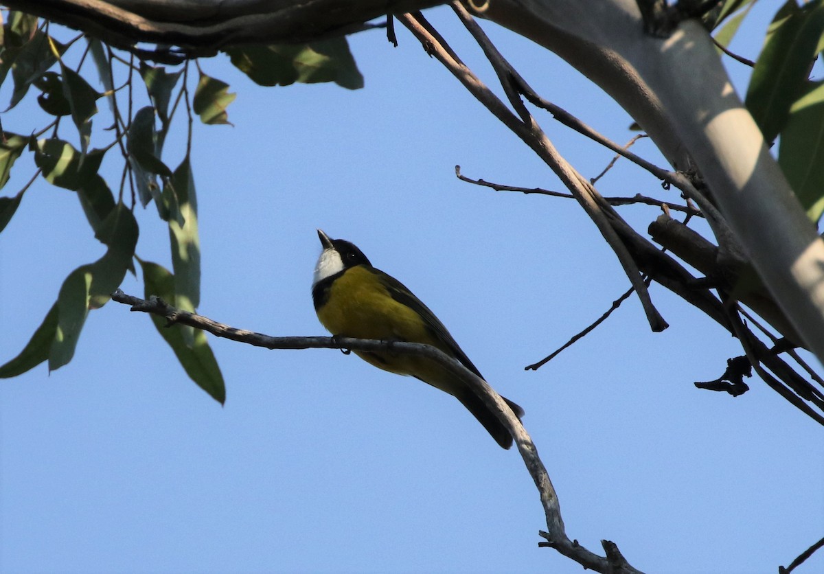 Golden Whistler - ML609016949