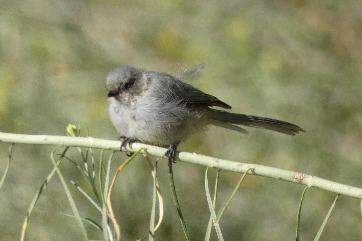 Bushtit - ML609017079