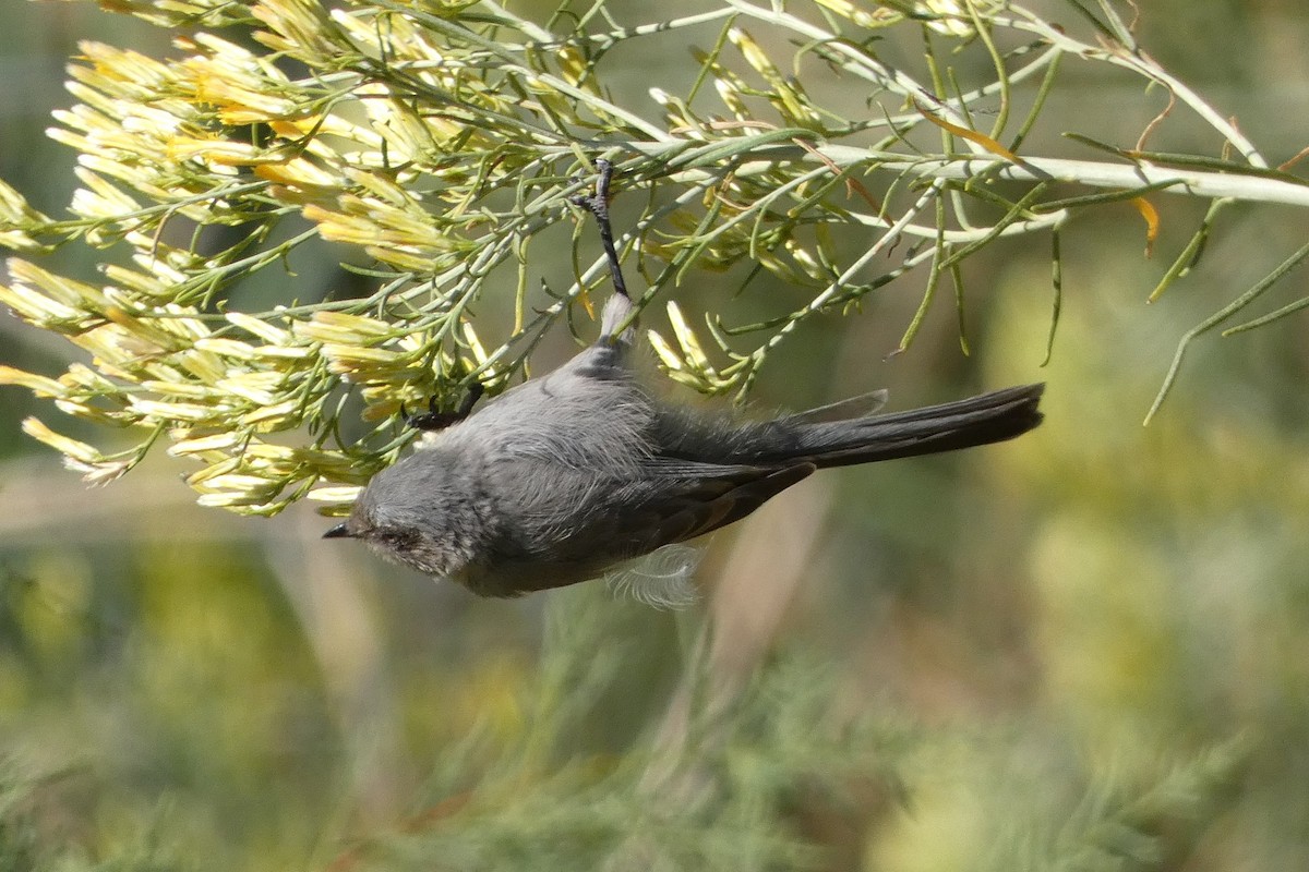 Bushtit - ML609017080
