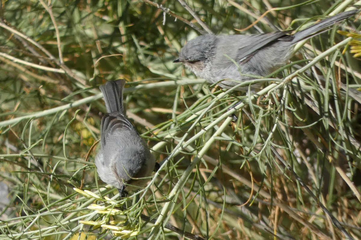Bushtit - ML609017081