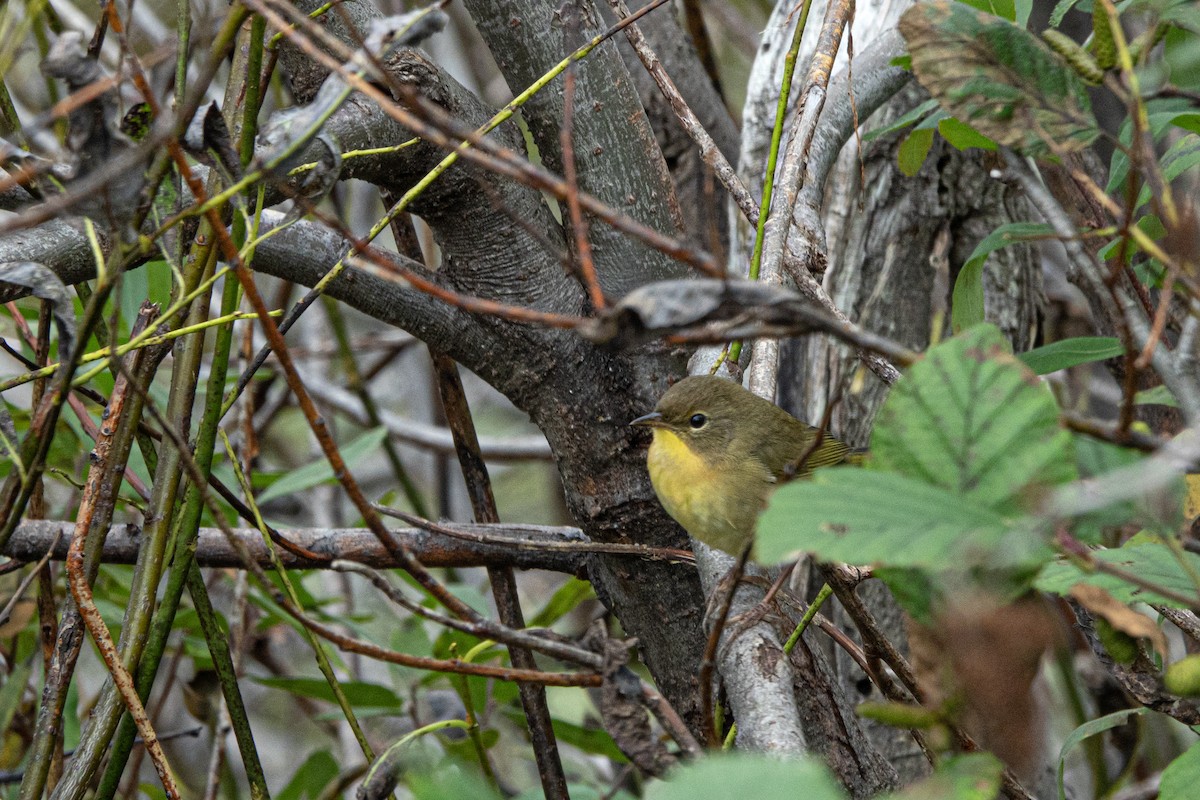 Common Yellowthroat - Marielle Vanasse