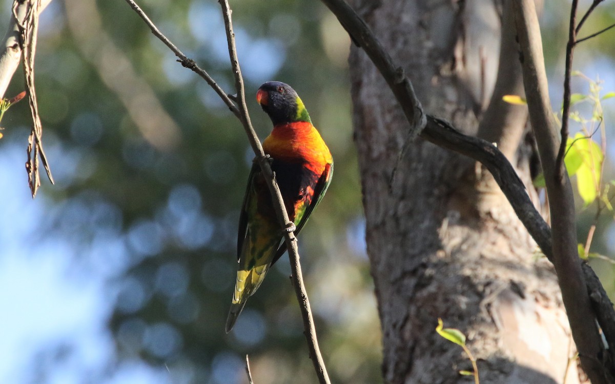 Rainbow Lorikeet - ML609017205