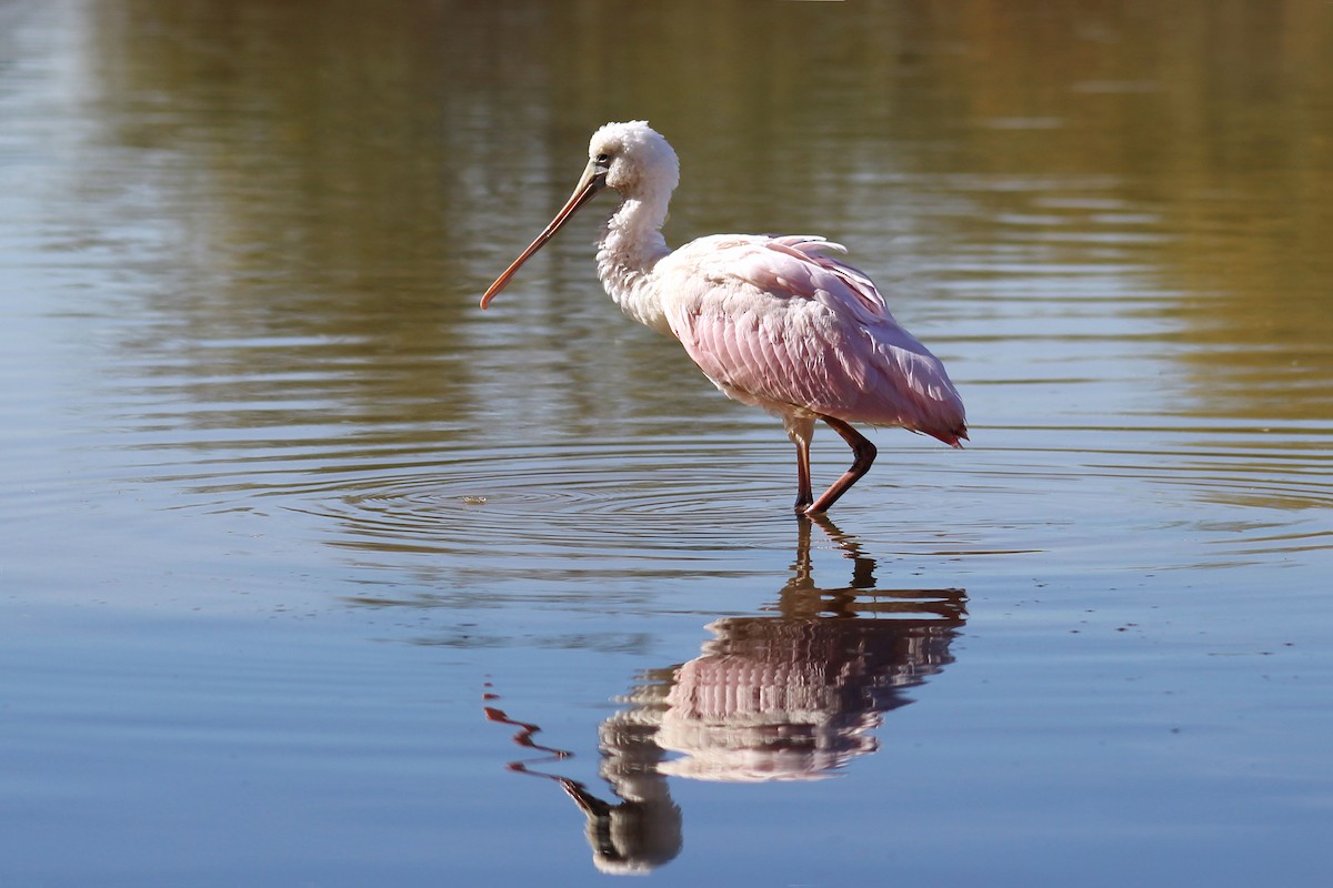 Roseate Spoonbill - ML609017209