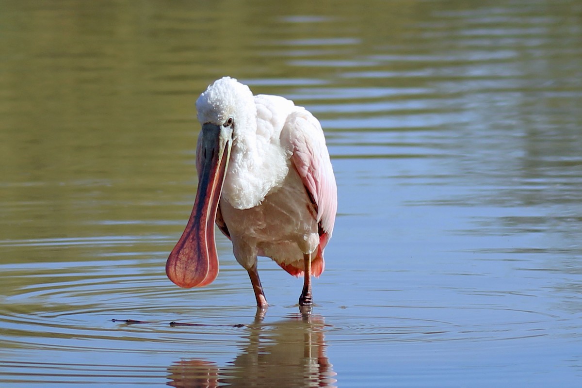 Roseate Spoonbill - ML609017210