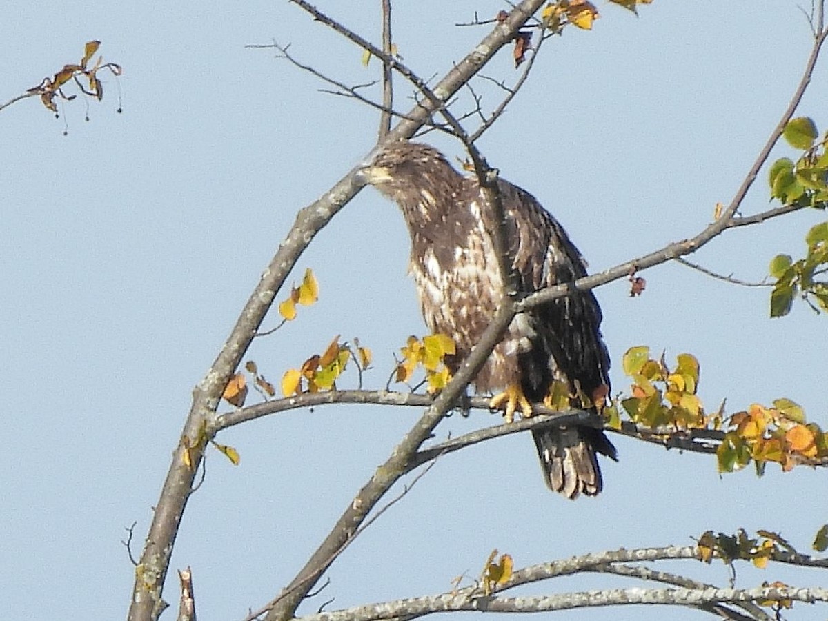 Ak Başlı Kartal - ML609017316