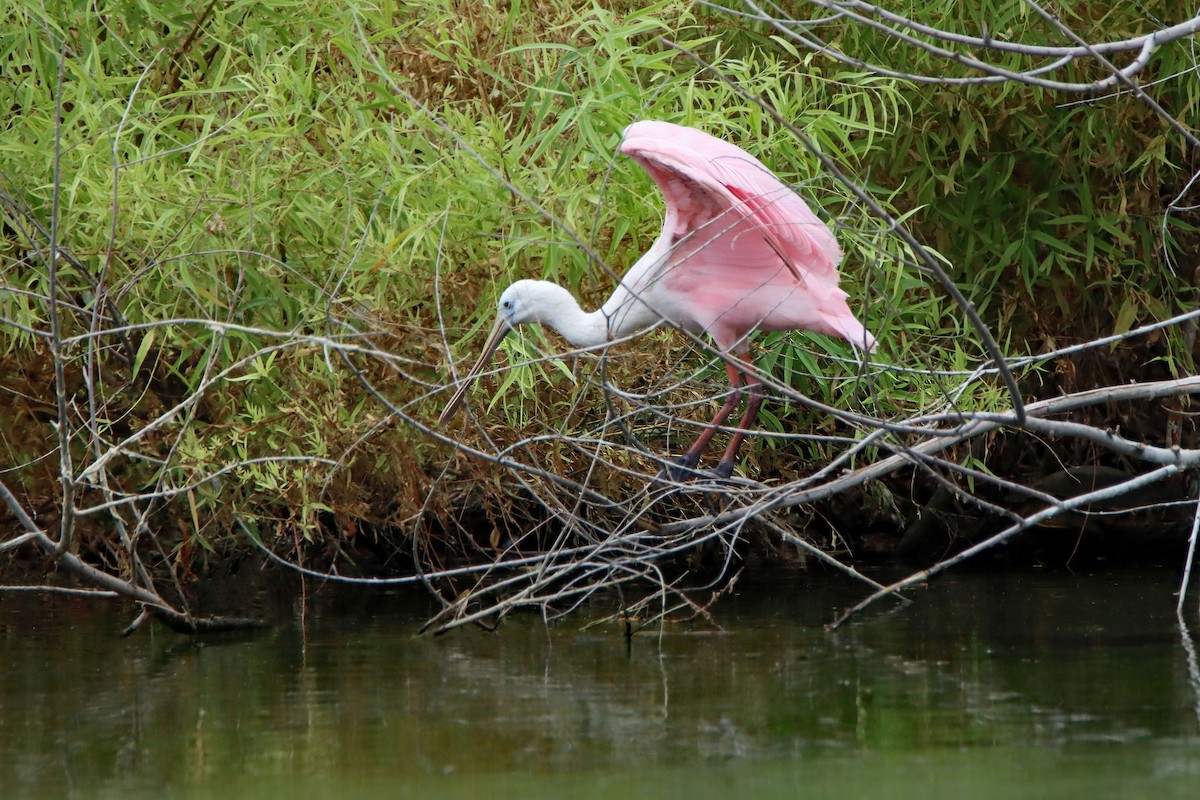 Roseate Spoonbill - ML609017344