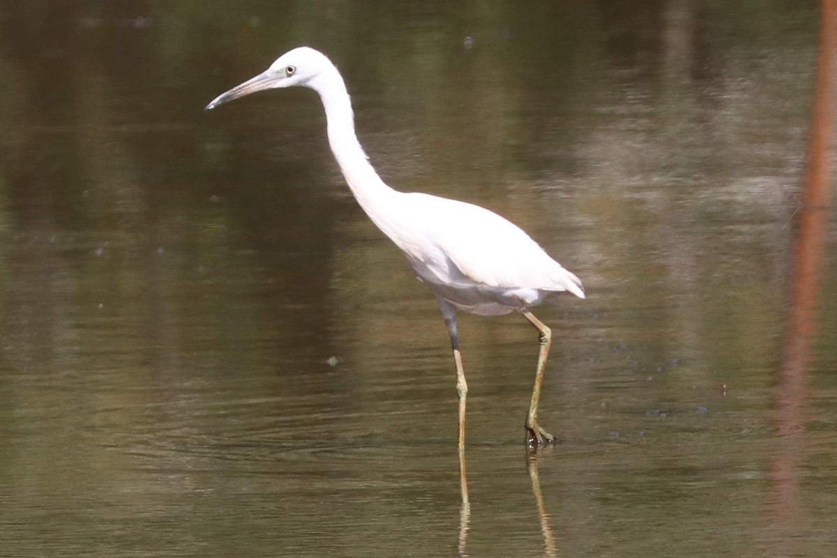 Little Blue Heron - ML609017510