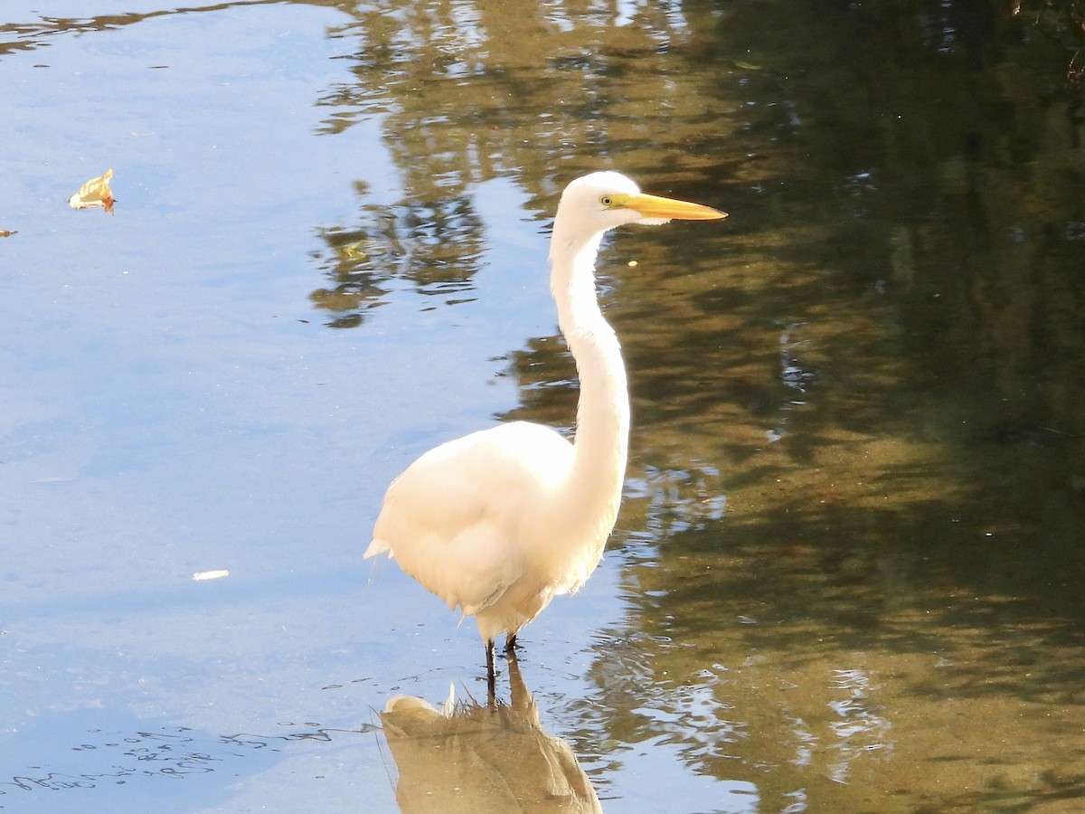 Great Egret - ML609017526