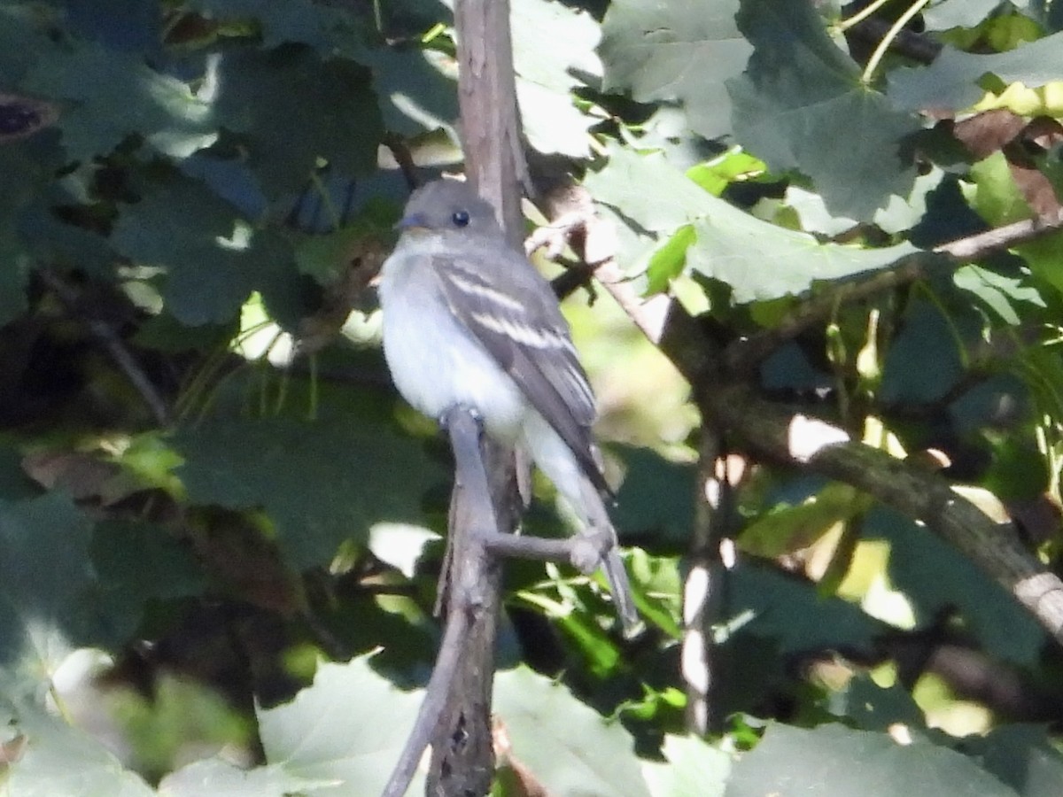 Eastern Wood-Pewee - ML609017537