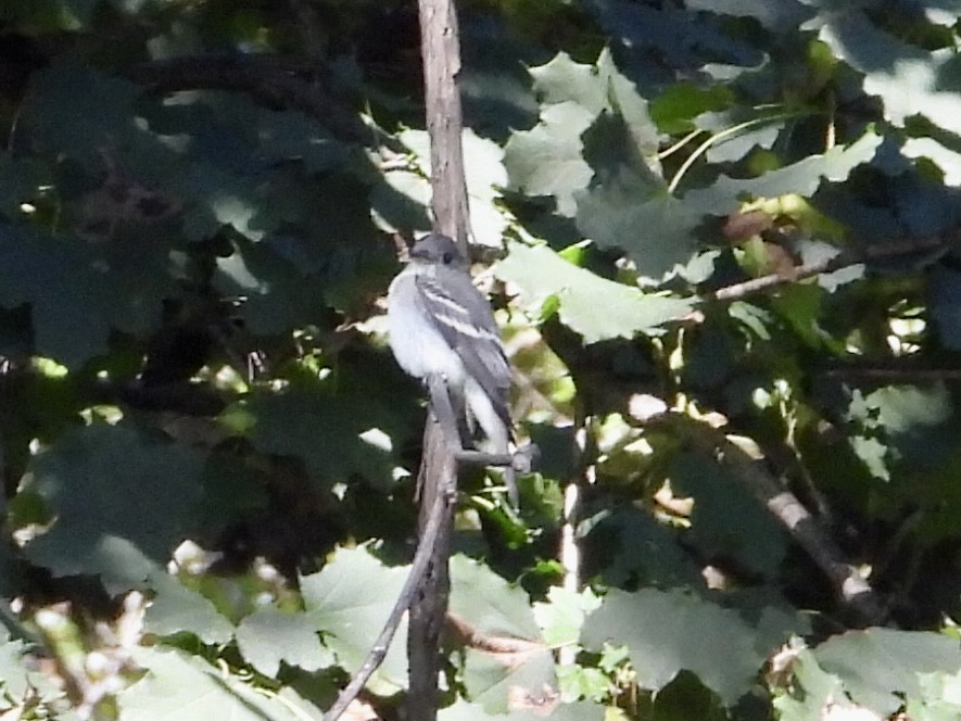 Eastern Wood-Pewee - Robin M