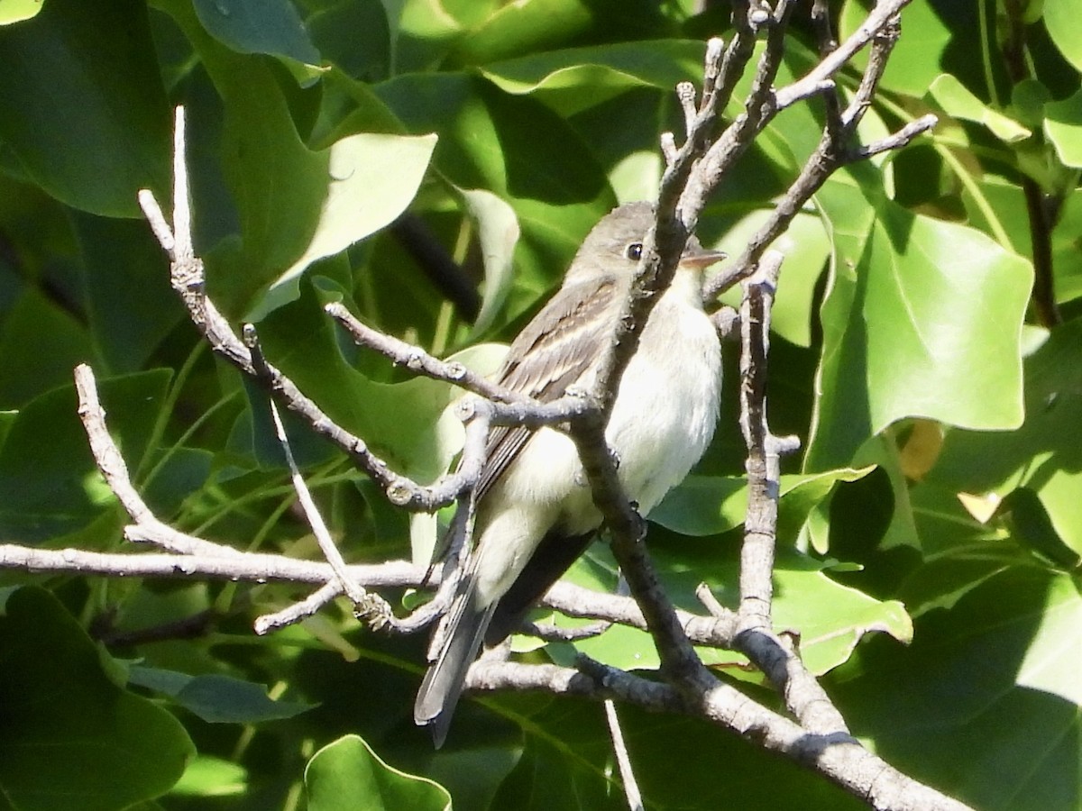 Eastern Wood-Pewee - ML609017539