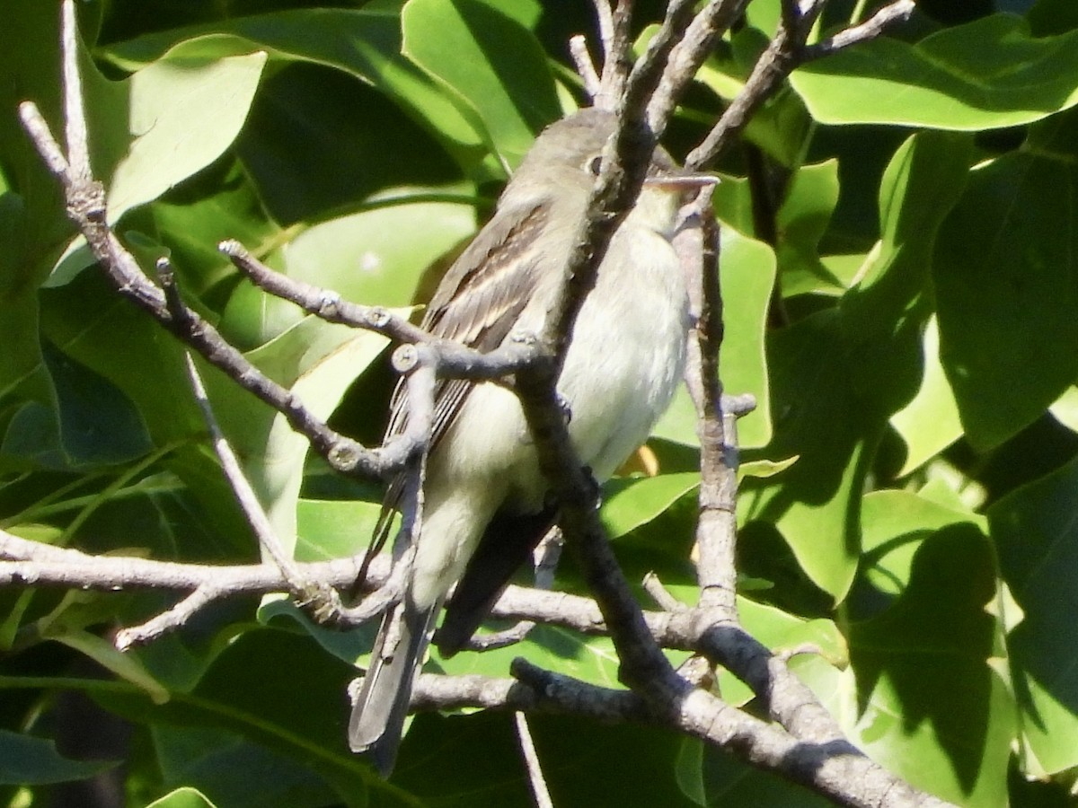 Eastern Wood-Pewee - ML609017540