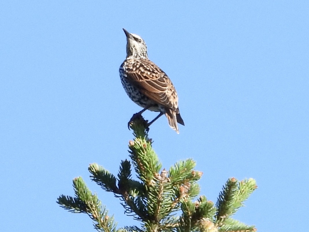 European Starling - ML609017548