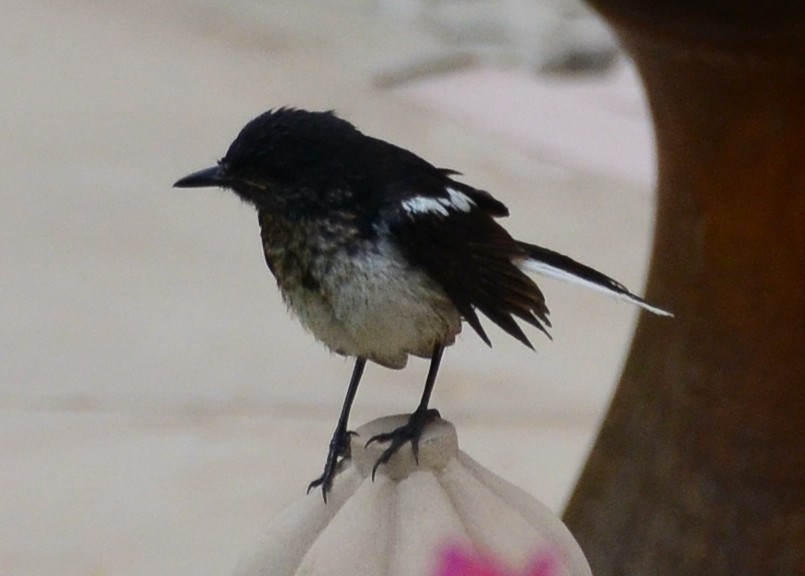 Oriental Magpie-Robin - ML609017608