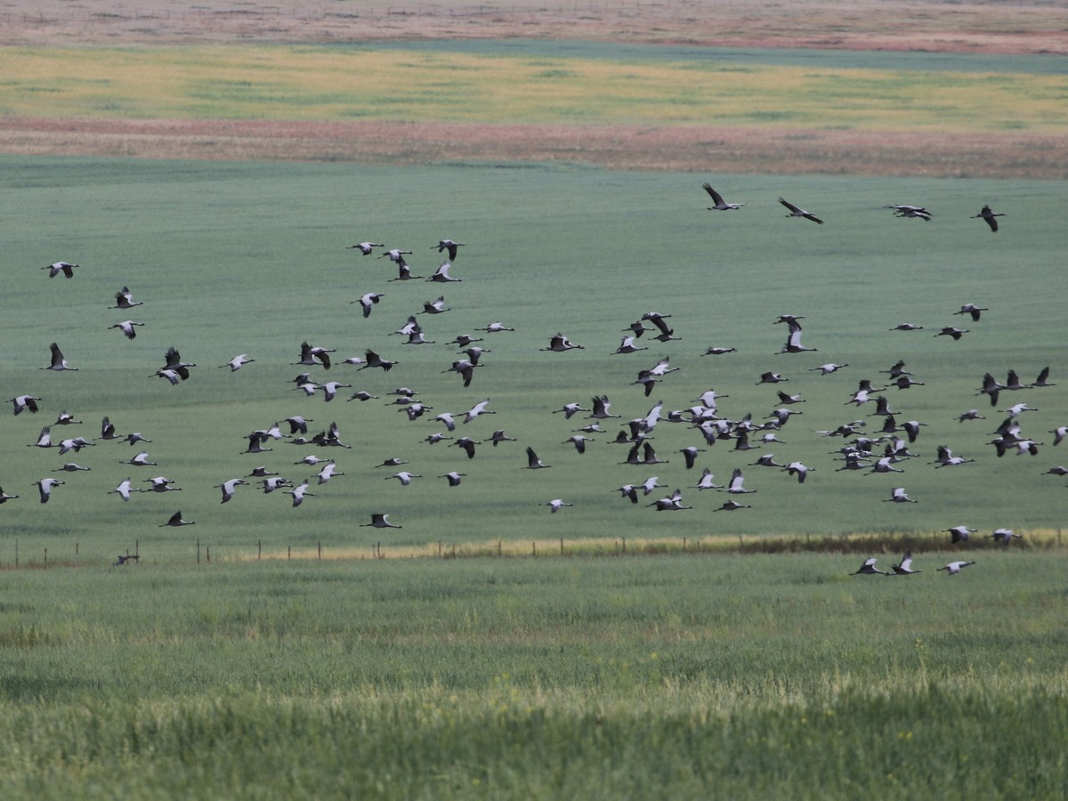 Demoiselle Crane - ML609017613