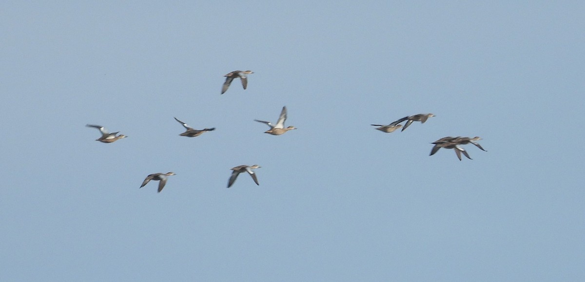 Blue-winged Teal - John  Paalvast