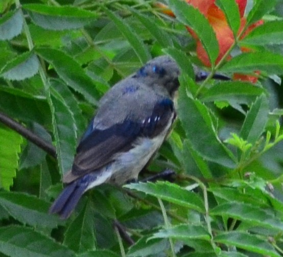 sunbird sp. - ML609017657