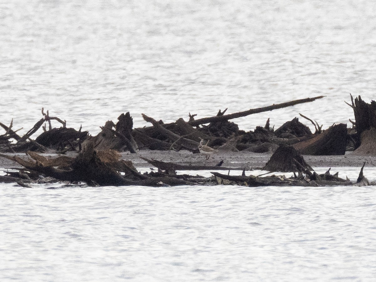 Semipalmated Plover - ML609017661