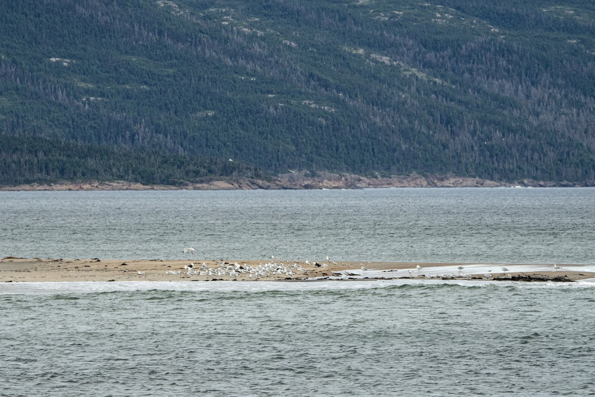 Common Tern - ML609017697