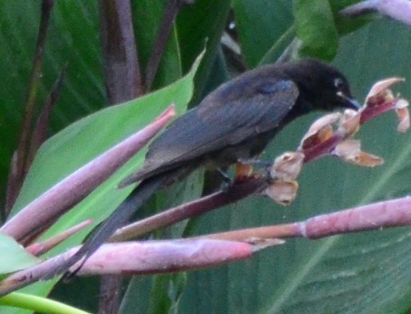 Black/Ashy Drongo - ML609017703