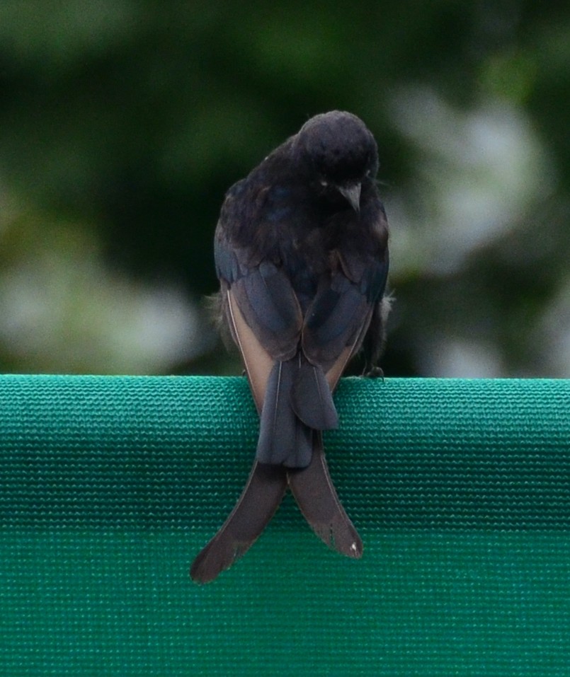 Black/Ashy Drongo - ML609017705