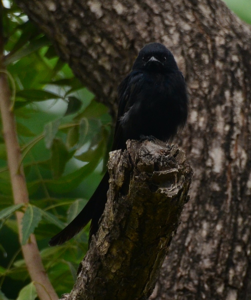 Black/Ashy Drongo - ML609017707