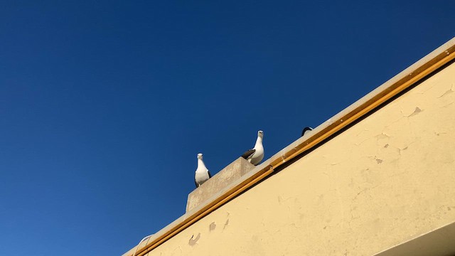 Kelp Gull (dominicanus) - ML609017722