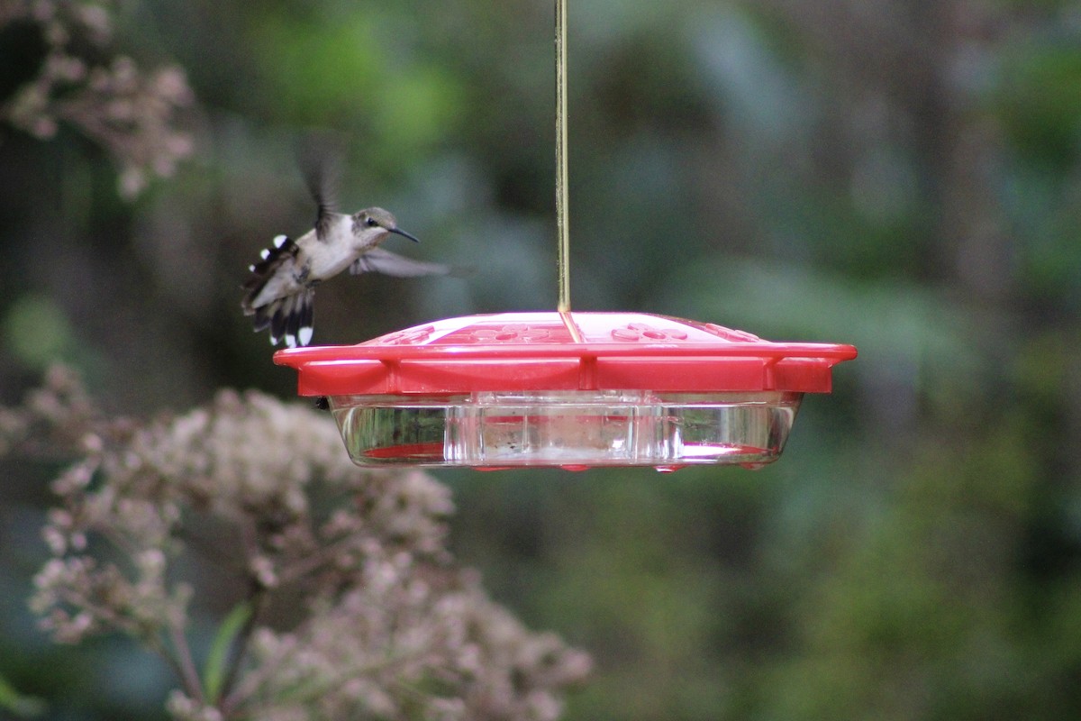 Colibri à gorge rubis - ML609017769