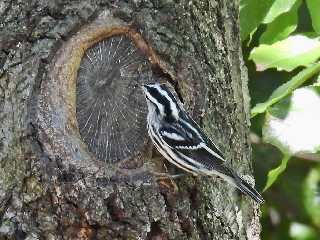 Black-and-white Warbler - ML609017786