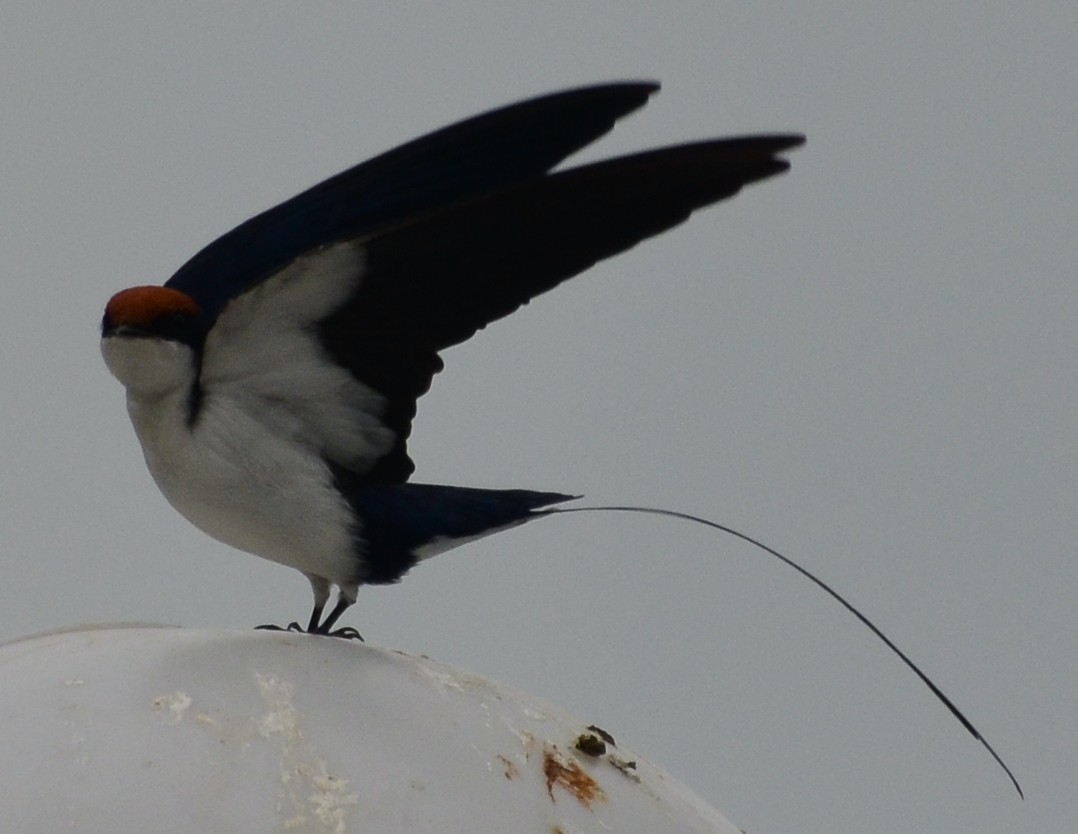 Wire-tailed Swallow - ML609017802