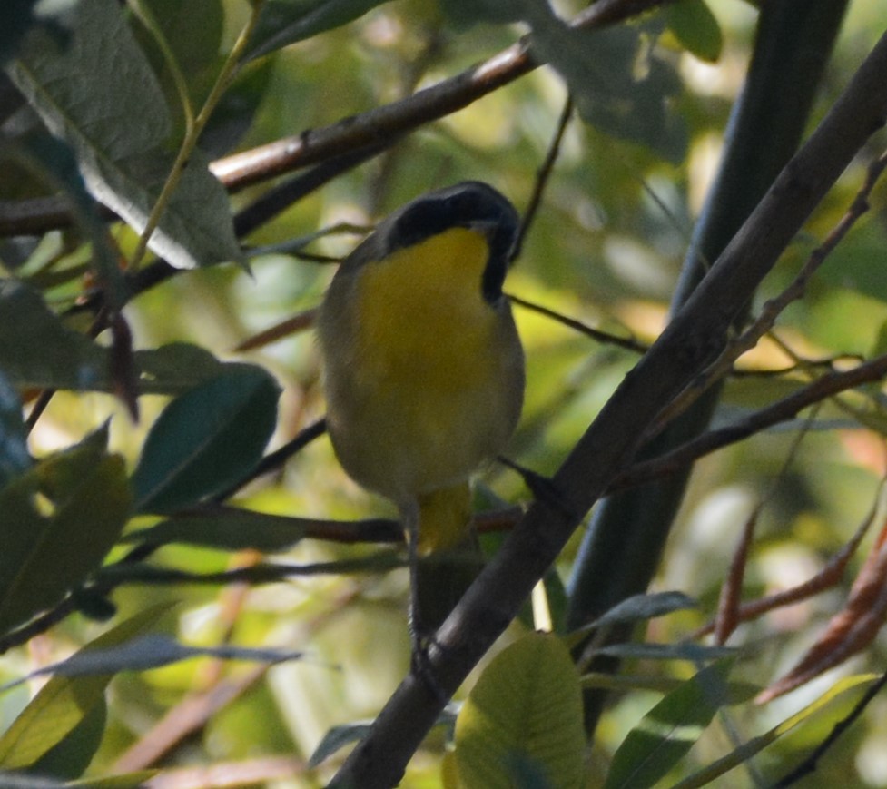 Paruline masquée - ML609017837