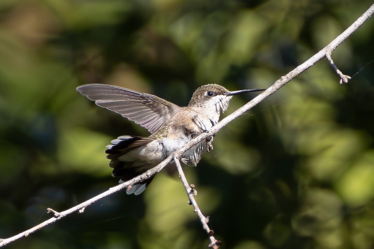 Ruby-throated Hummingbird - ML609017883