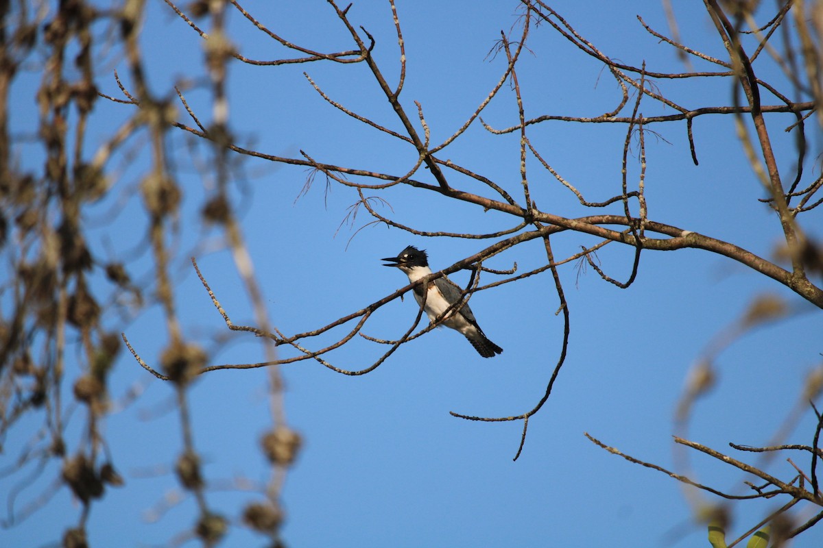 Belted Kingfisher - ML609017903